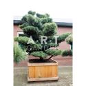 Arbre japonais Pinus parviflora Glauca