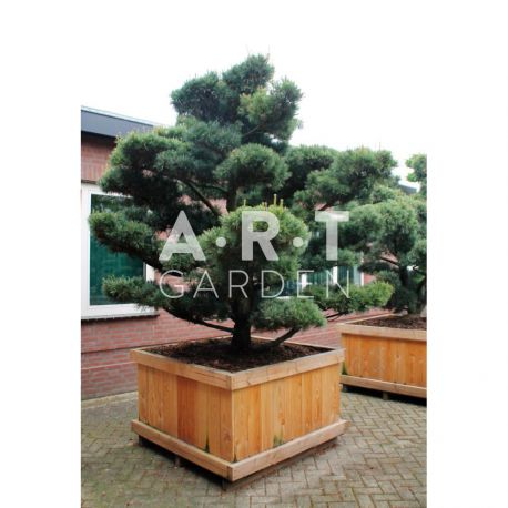 Pinus parviflora Glauca en nuage