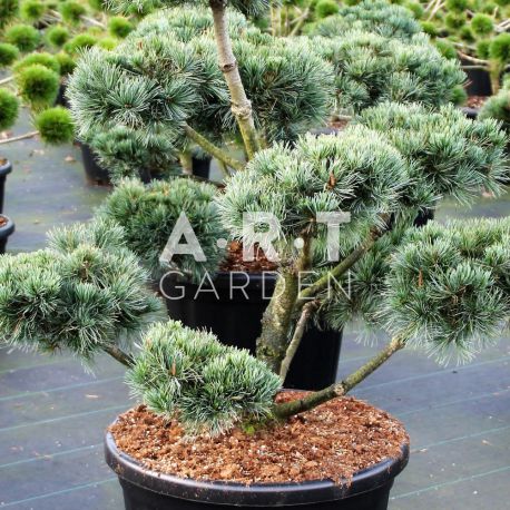 Pinus parviflora Negishi taille 80/100 contenair 80L