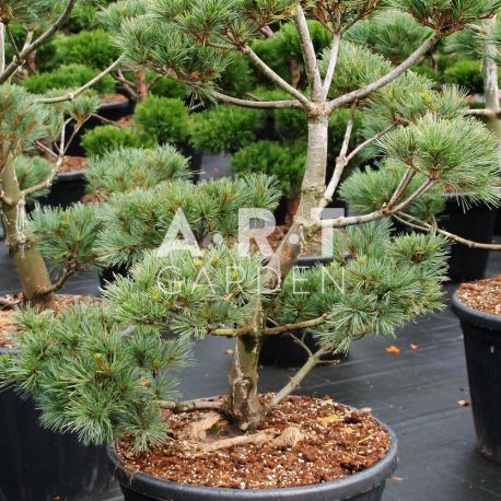 Pinus strobus Krügers Liliput taille 100/120 contenair 110L
