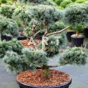 Pinus parviflora Negishi taille 80/100 contenair 80L