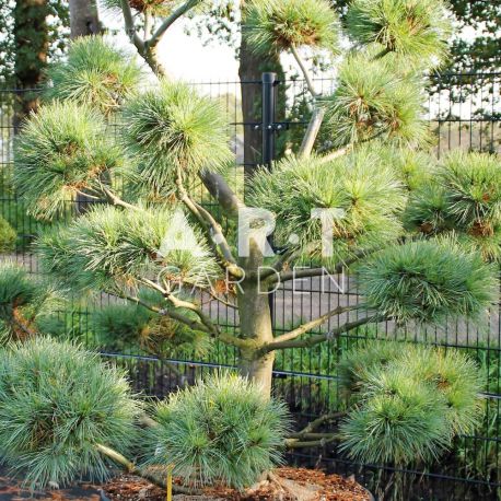 Pinus strobus Radiata taille 125/150 contenair 280L