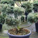 Pinus parviflora Negishi taille 80/100 contenair 65L