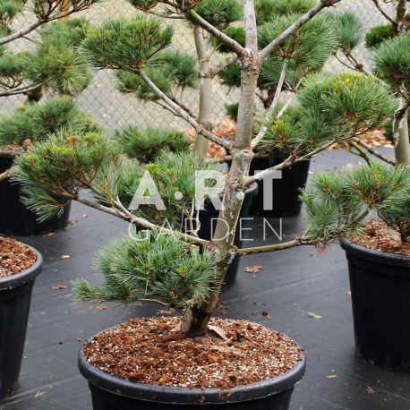 Pinus strobus Krügers Liliput taille 100/120 contenair 110L
