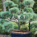 Pinus strobus Radiata taille 125/150 contenair 280L