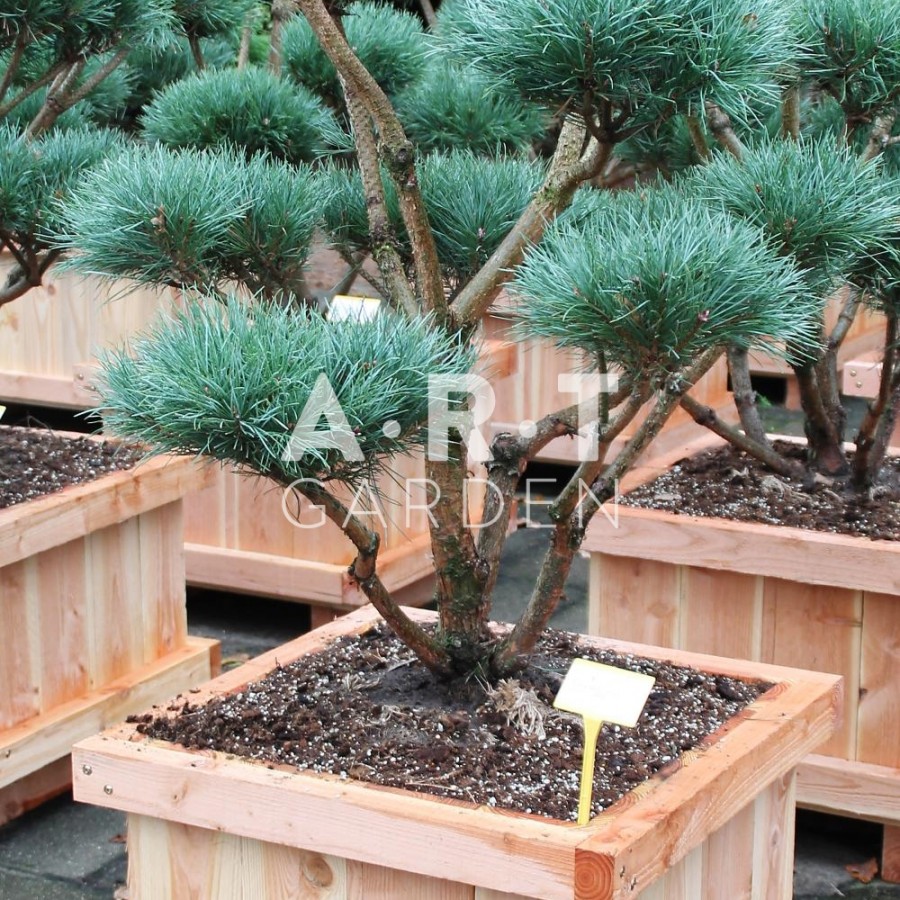 Arbre nuage Pinus sylvestris Watereri taille 100/120 caisse bois 60x60