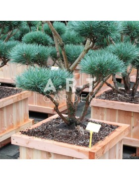 Arbre nuage Pinus sylvestris Watereri taille 100/120 caisse bois 60x60