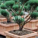 Pinus sylvestris Watereri et sa caisse bois