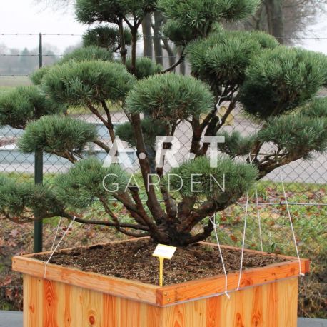 Pinus sylvestris Watereri taille 140/150 caisse bois 100x100