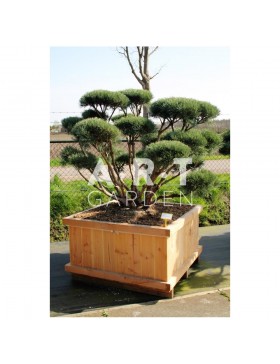 Arbre nuage Pinus sylvestris Watereri taille 140/150 caisse bois 110x110