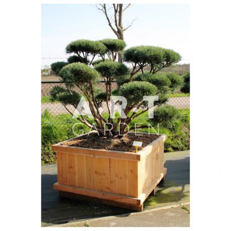 Arbre nuage Pinus sylvestris Watereri taille 140/150 caisse bois 110x110