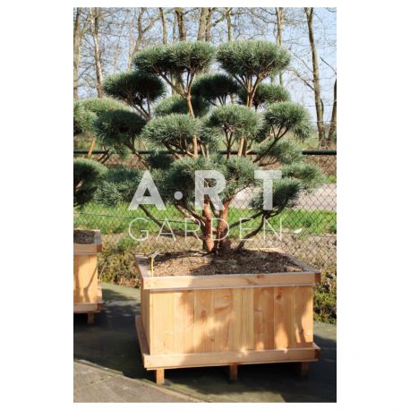 Pinus sylvestris Watereri taille 150/+ caisse bois 110x110