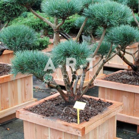 Pinus sylvestris Watereri design
