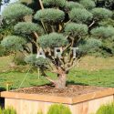 Pinus sylvestris Watereri taille 150/175 caisse bois 110x110