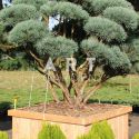 Pinus sylvestris Watereriet sa caisse bois