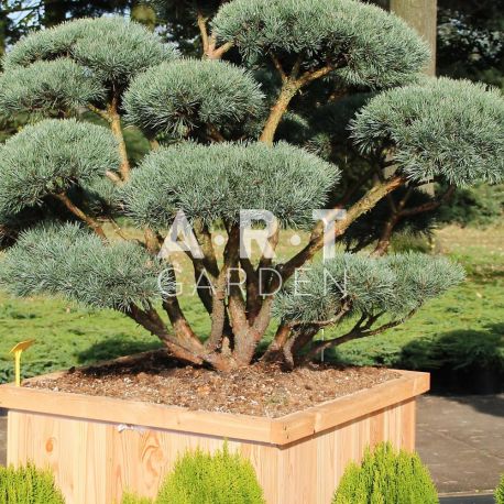 Pinus sylvestris Watereri design