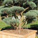 Pinus sylvestris Watereri taillé en nuage