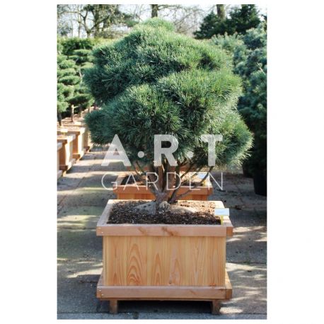 Pinus sylvestris Watereri taille 125/150 caisse bois 70x70