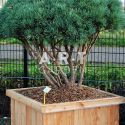 Pinus sylvestris Watereri taille 130/140 caisse bois 90x90