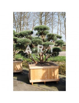 Arbre nuage Pinus sylvestris Watereri taille 150/160