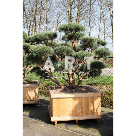 Arbre nuage Pinus sylvestris Watereri taille 150/160