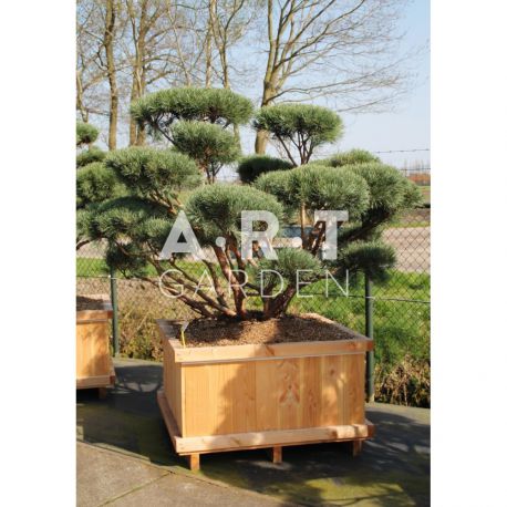 Pinus sylvestris Watereri taille 150/160 caisse bois 110x110