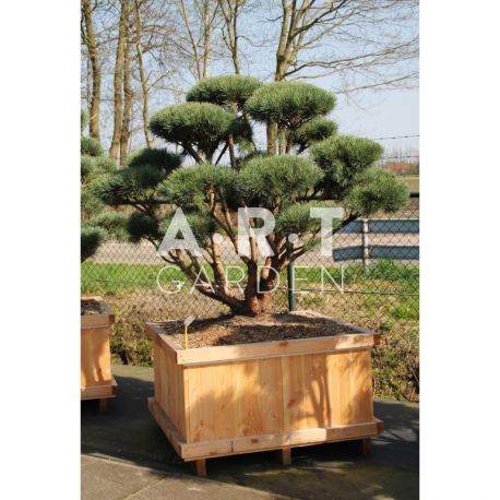 Arbre Pinus sylvestris Watereri et sa caisse bois