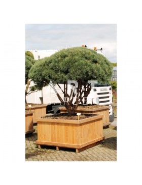 Pinus sylvestris Watereri taille 160/180 caisse bois 120x120