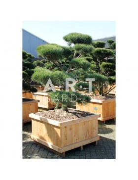 Pinus sylvestris Norsky taille 150/175 caisse bois 100x100