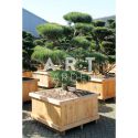 Pinus sylvestris Norsky taille 150/175 caisse bois 100x100
