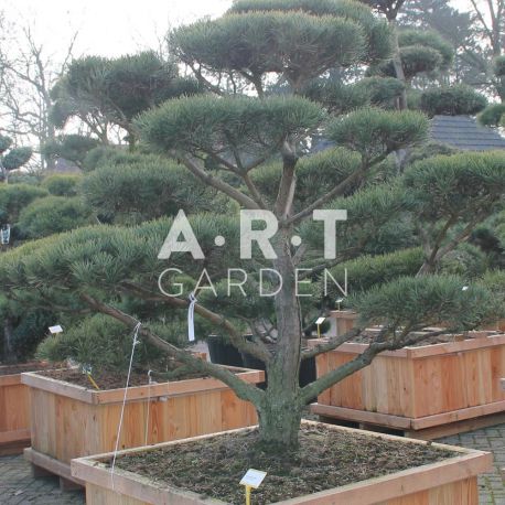 Pinus sylvestris Norsky taille 175/+ caisse bois 110x110