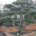 Pinus sylvestris Norsky taille 175/+ caisse bois 110x110