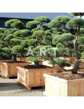 Pinus sylvestris Norsky taille 175/200 caisse bois 110x110
