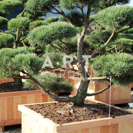 Pinus sylvestris Norsky taille 175/200 caisse bois 110x110