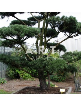 Pinus sylvestris Norsky taille 225/250 caisse bois 125x125