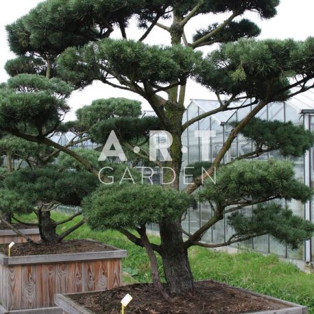 Pinus sylvestris Norsky taille 225/250