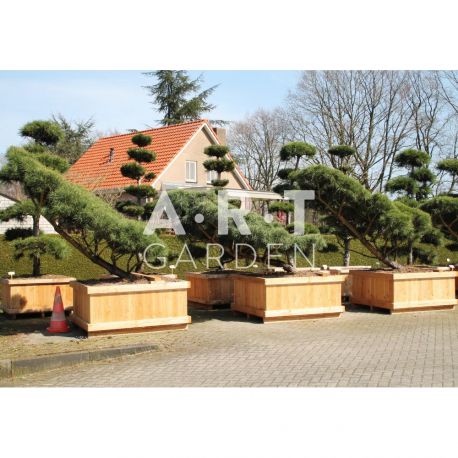 Pinus sylvestris Norsky Forme Aile taille 250 en caisse bois 125x150