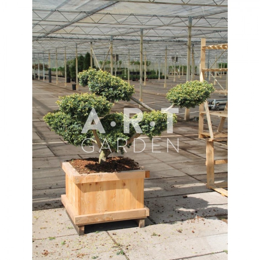 Taxus baccata Summergold taille 90/100 caisse bois 60x60