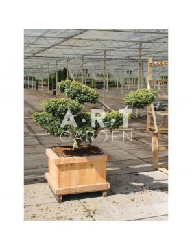 Taxus baccata Summergold taille 90/100 caisse bois 60x60