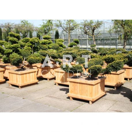 Taxus baccata Summergold taille 100/120 caisse bois 70x70