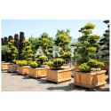 Taxus baccata Summergold taille 175/200 caisse bois 90x90