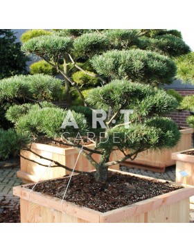 Pinus mugo Gnom taille 150/175 caisse bois 110x110