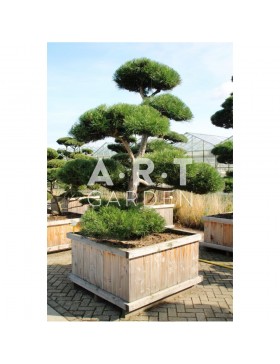 Pinus nigra Nigra taille 200/225 caisse bois 110x110