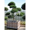 Pinus nigra Nigra taille 200/225 caisse bois 110x110