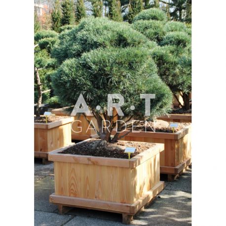 Pinus sylvestris taille 125/150 caisse bois 70x70