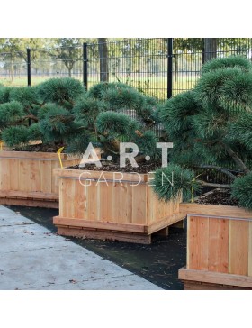 Pinus sylvestris Repens taille 100/125 caisse bois 90x90