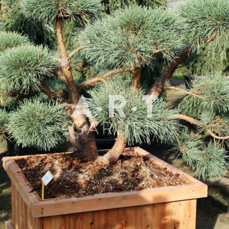 Pinus sylvestris Repens taille 100/125 caisse bois 90x90