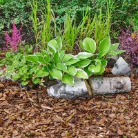 Paillage | Art Garden