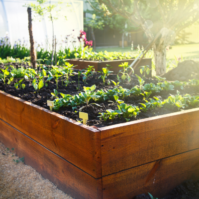 Pot en bois et potager