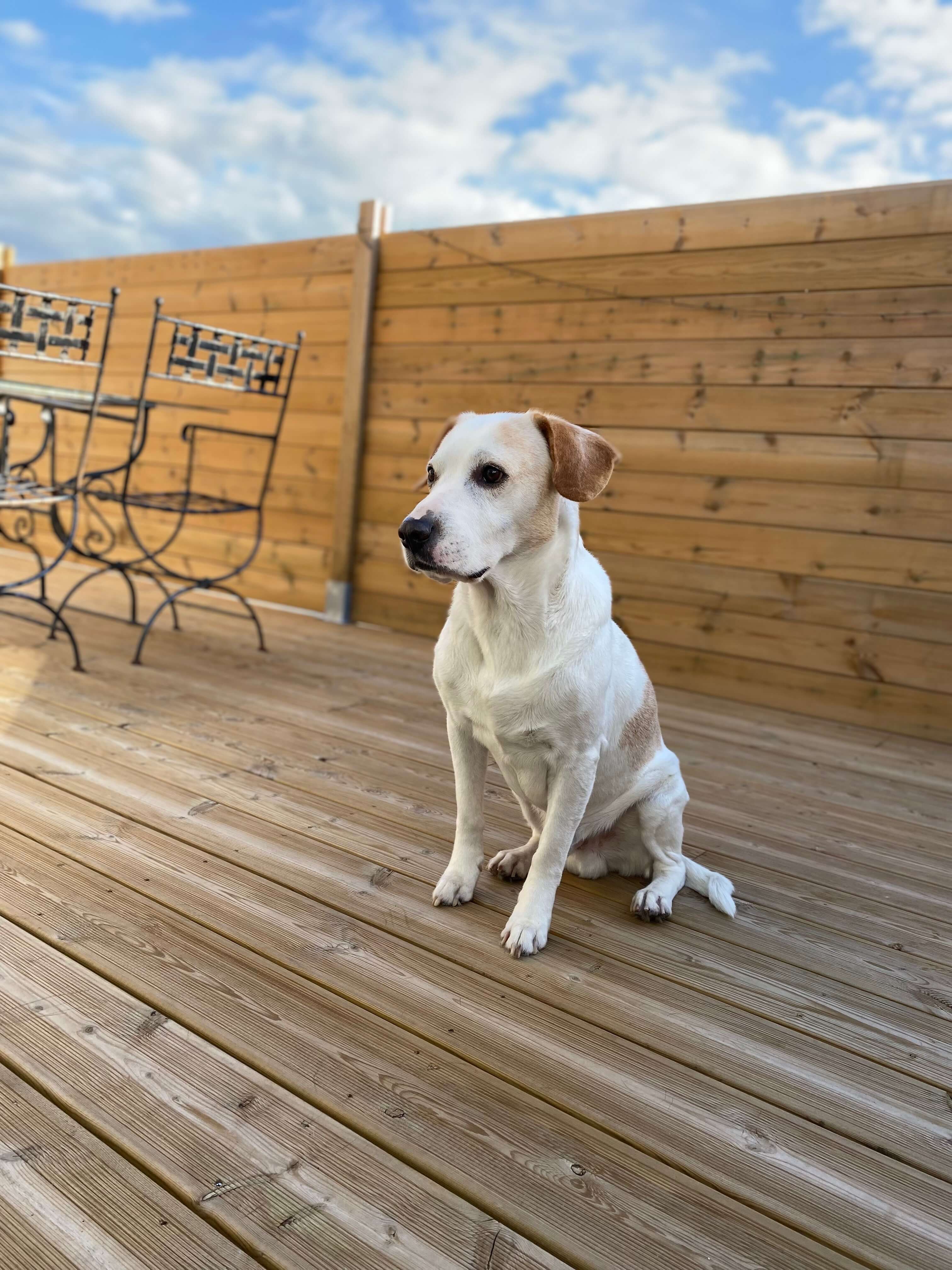 chien posant devant une clôture en lames de bois par emboîtement